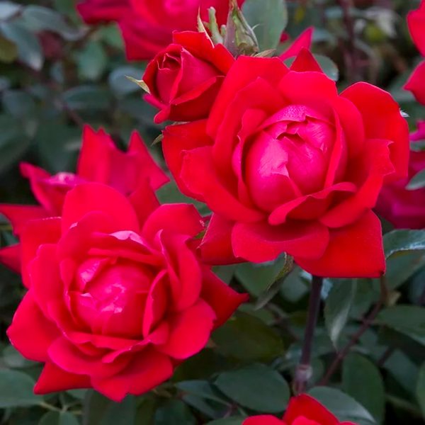 The Red Double Knock Out® Rose Live Shrubs with Vibrant Cherry Red Blooms (1 Gallon) - immagine 2