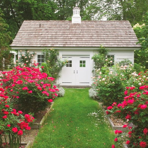The Red Double Knock Out® Rose Live Shrubs with Vibrant Cherry Red Blooms (1 Gallon) - immagine 3